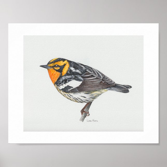 Blackburnian Warbler Art Print Poster (Vorne)