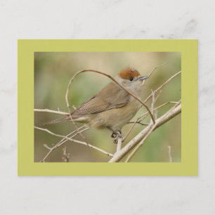 Blackcap Postkarte