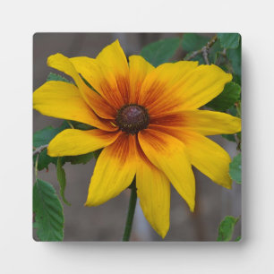 Blackeyed Susan Plaque Fotoplatte