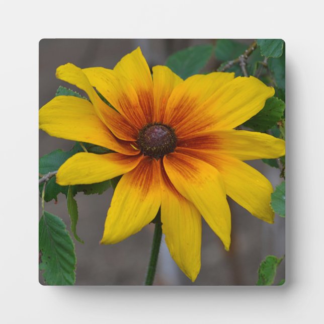 Blackeyed Susan Plaque Fotoplatte (Vorderseite)