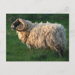 Blackface Sheep, Isle of Lewis, Outer Hebrides Postkarte