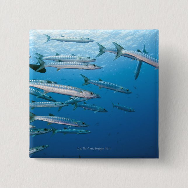 Blackfin Barracuda Button (Vorderseite)