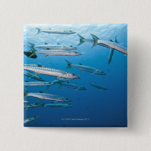 Blackfin Barracuda Button