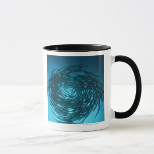Blackfin Barracudaschwimmen in den Kreisen Tasse