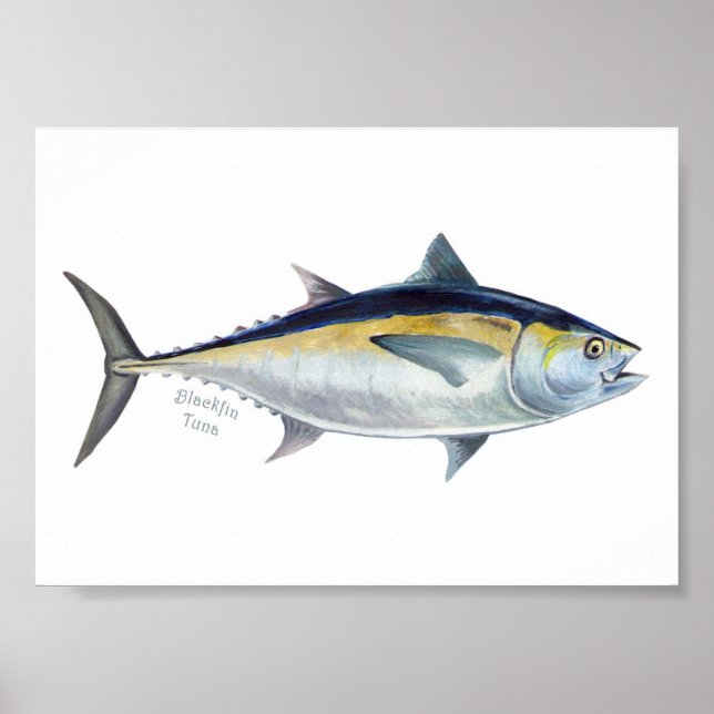 Blackfin Thunfisch-Poster. Poster (Vorne)