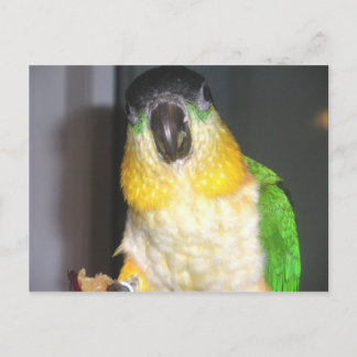 Blackhead Caique Postkarte