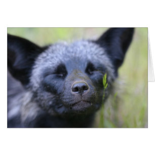 Blackjack der Fuchs