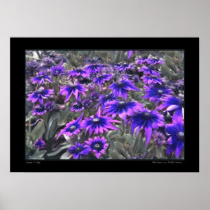 Blacklight Moment im Gloriosa Plakat