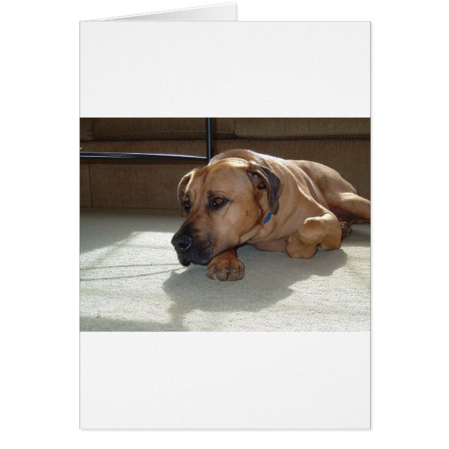 blackmouth cur couché (Devant)