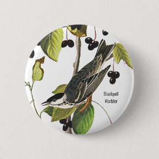 Blackpoll Warbler, Audubon, Vogelbeobachter Style Button