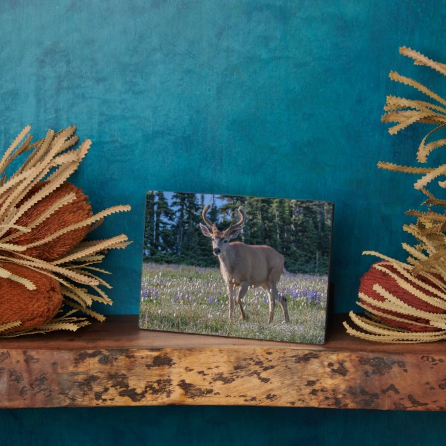 Blacktail Deer Buck | Olympic National Park Fotoplatte (Seite)