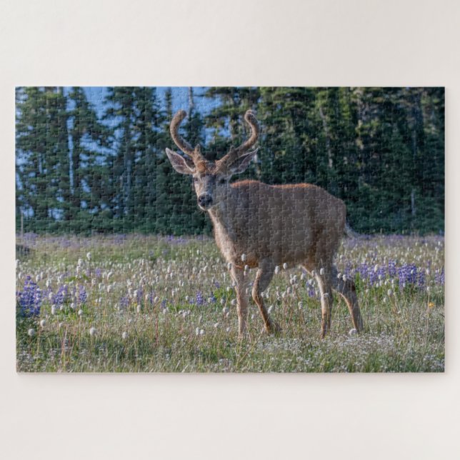 Blacktail Deer Buck | Olympischer Nationalpark (Horizontal)