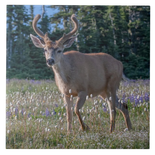 Blacktail Deer Buck | Olympischer Nationalpark Fliese (Vorderseite)