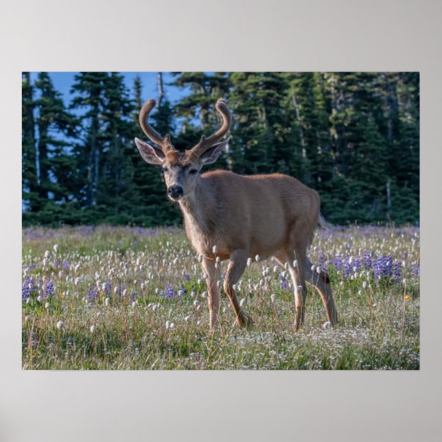 Blacktail Deer Buck | Olympischer Nationalpark Poster (Vorne)
