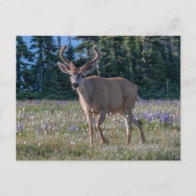 Blacktail Deer Buck | Olympischer Nationalpark Postkarte (Vorderseite)