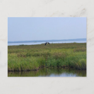 Blackwater National Wildlife Refugium Postkarte