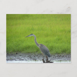 Blackwater National Wildlife Refugium Postkarte