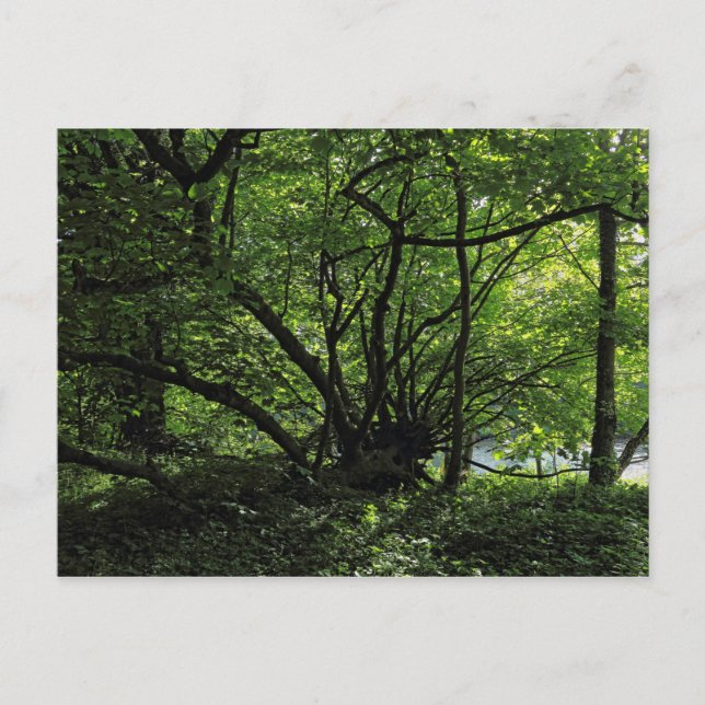 Blackweir Woods, Bute Park, Cardiff Wales Postcard Postkarte (Vorderseite)