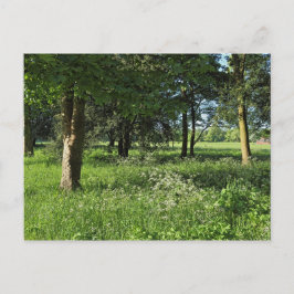Blackweir Woods, Bute Park, Cardiff Wales Postkarte