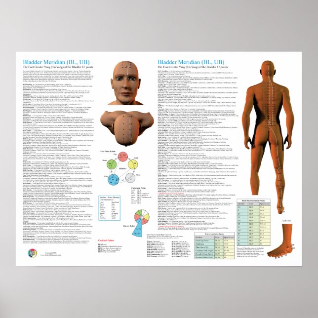 Bladder Meridian Acupuncture Points Poster (Vorne)