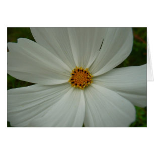 Blanc Cosmos Fleur sauvage d'été Floral