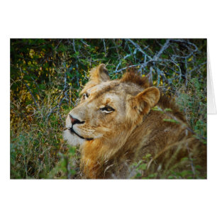 Blanc masculin africain de lion toutes les cartes