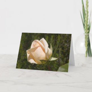 Blanc rose de carte de voeux