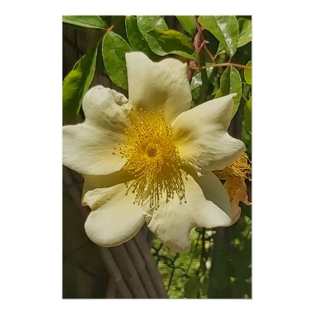 Blanca flor  poster (Vorderseite)