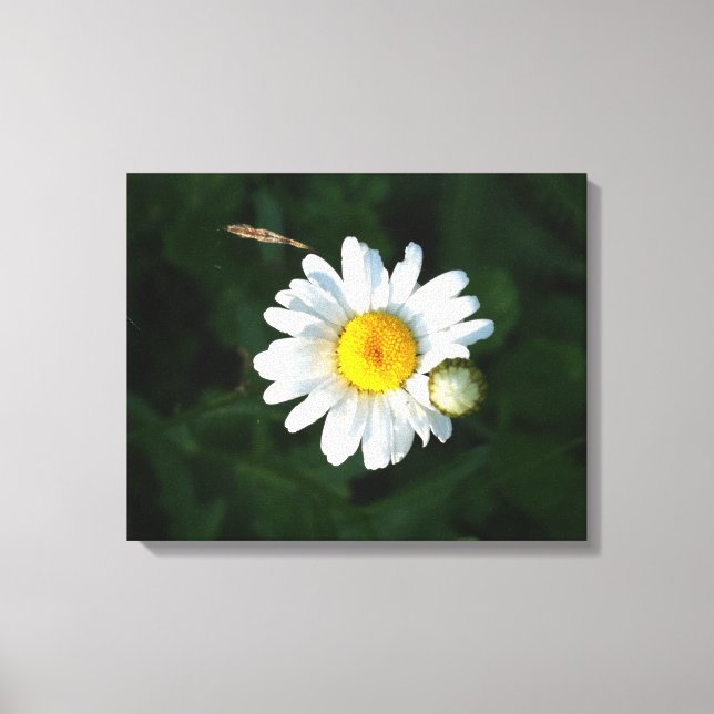 Blancs Fleur de marguerite Photo Toile enveloppée (Recto)