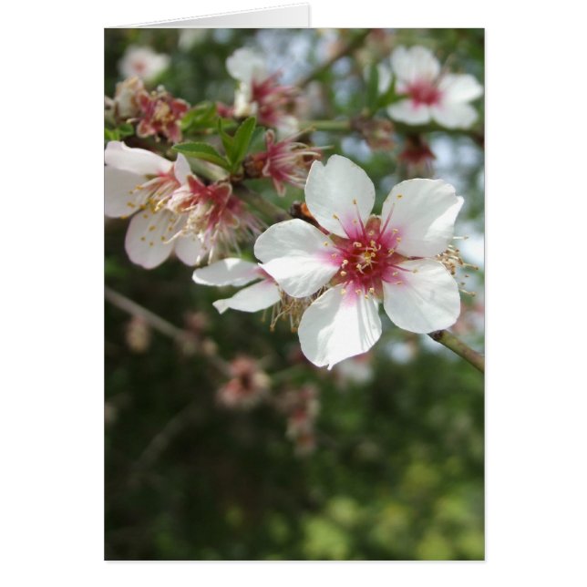 Blank Blume Blossom Card (Vorne)