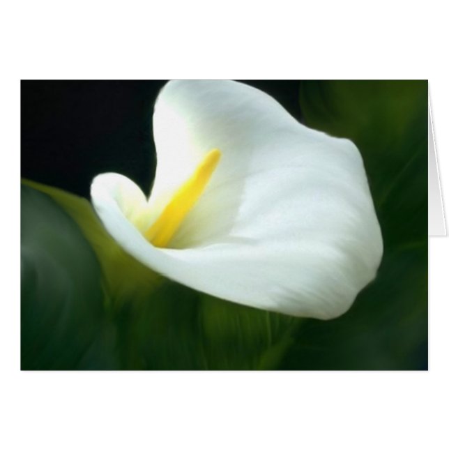 Blank Calla Lily Card (Vorderseite (Horizontal))