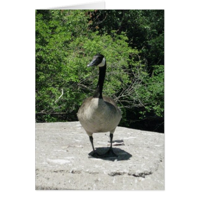 Blank_Canada Goose (Vorne)