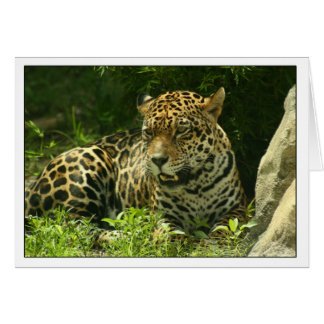 Blank Card - Jaguar-Foto