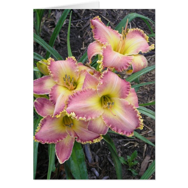 Blank Card mit Mojave Morning (Vorne)