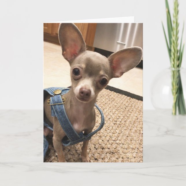 Blank Chihuahua Grußkarte Karte (Vorderseite)