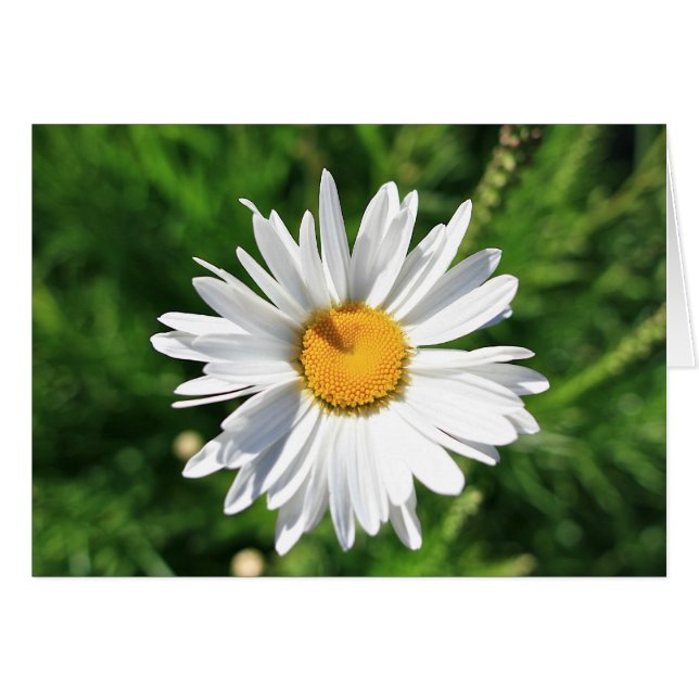 Blank Daisy Card (Vorderseite (Horizontal))