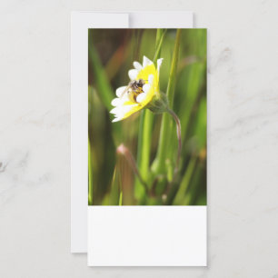 Blank Foto Card, Hummel Biene