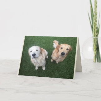 Blank Golden Retriever Grußkarte Karte