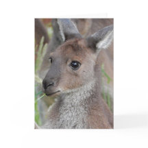 Blank Greeting Card - Kangaroo Joey