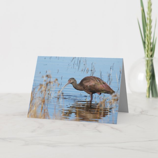 Blank-Grußkarte mit Ibis Karte (Vorderseite)