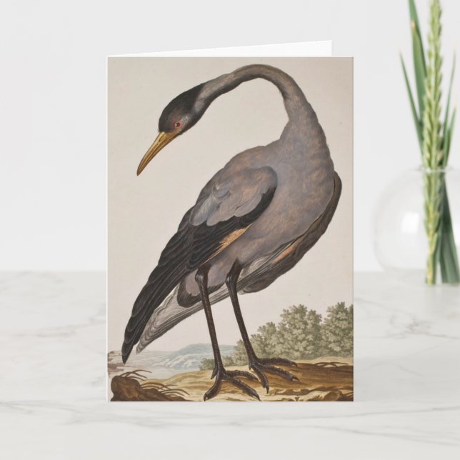 Blank Heron Notecard aus dem 18. Jahrhundert Karte (Vorderseite)