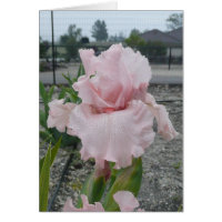Blank Iris Card - Peggy Sue