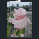 Blank-Iris-Karte -"Peggy Sue"<br><div class="desc">Hier ist eine Schönheit!  Leere auf der Innenseite,  bereit für jeden Anlass.</div>