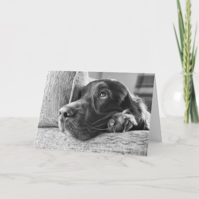 Blank-Karte für den irischen Setter Karte (Vorderseite)