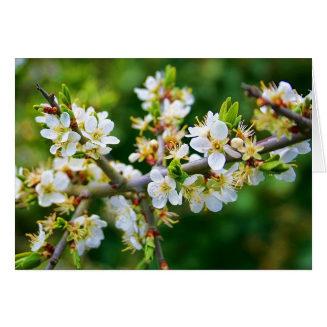 Blank notelet - Sun-Dappled Spring Hawthorn (Vorderseite (Horizontal))