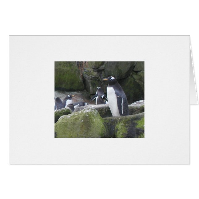 Blank-Penguin-Karte (Vorderseite (Horizontal))