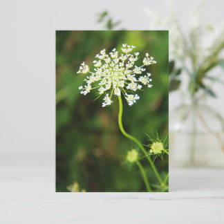 Blank Queen Anne's Lace-Wildblume Mitteilungskarte