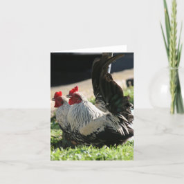 Blank, Rooster Dankeskarte