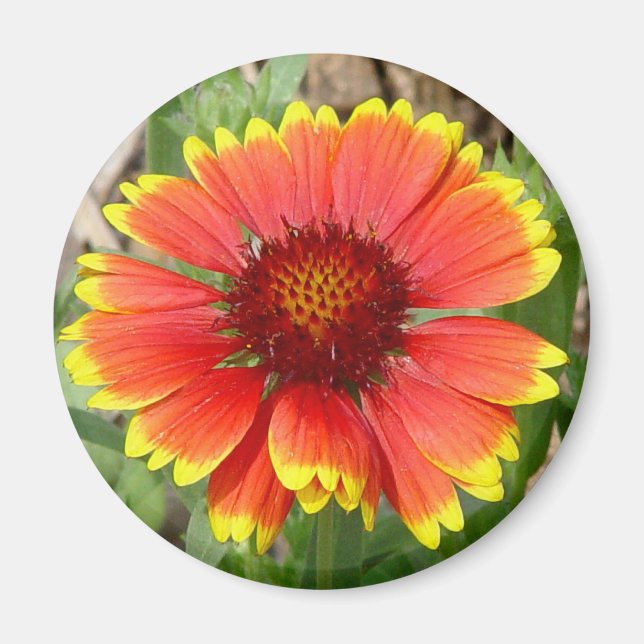 Blanket Blume Magnet (Vorne)