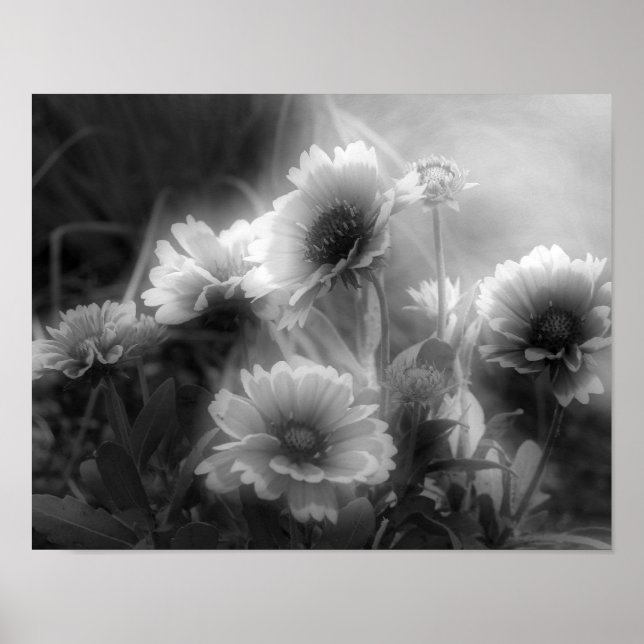 Blanket-Blume Schwarz-weißes Foto drucken Poster (Vorne)